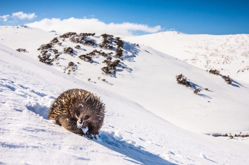 Canguros bajo la nieve y otras maravillas naturales de Australia en el concurso de fotografía Fotógrafo de Naturaleza del Año 2019