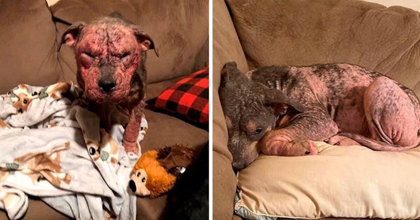 Caring people came out with a sick dog and here is her incredible transformation a few months later