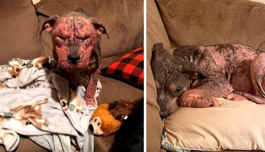 Caring people came out with a sick dog and here is her incredible transformation a few months later