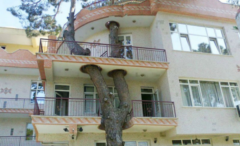 Casas cuyos arquitectos se negaron a talar árboles