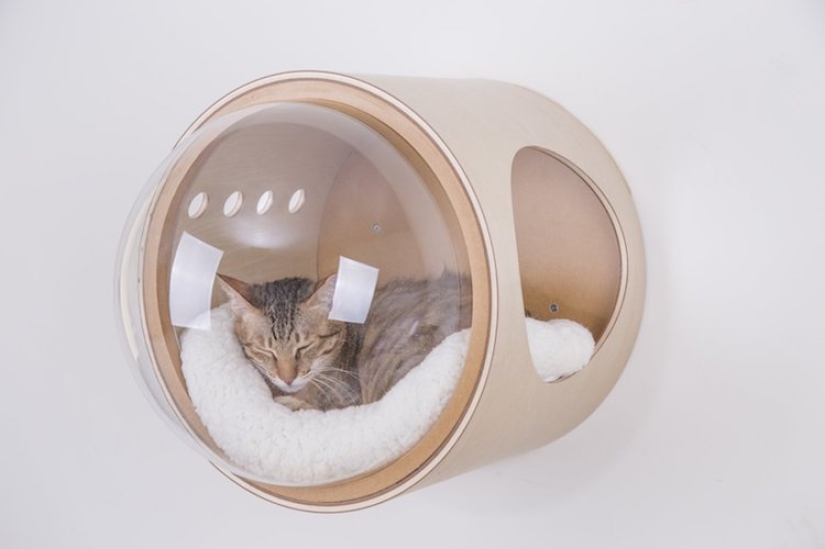 Cat cots-spaceships for furry space explorers are gaining popularity on the web