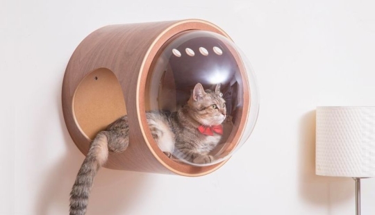 Cat cots-spaceships for furry space explorers are gaining popularity on the web