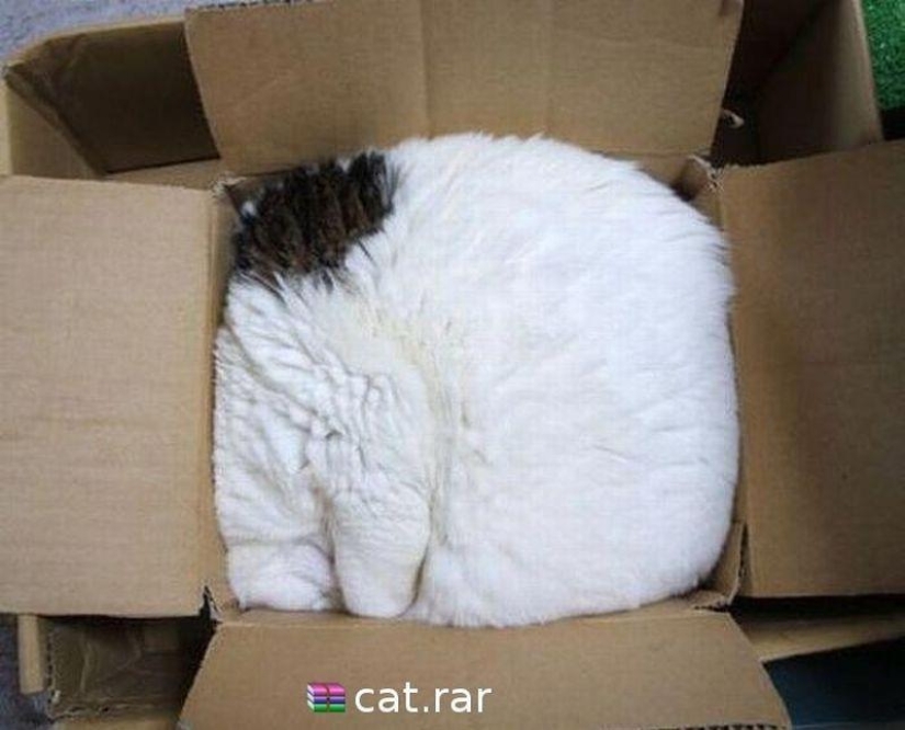 Cats are liquid, there is evidence
