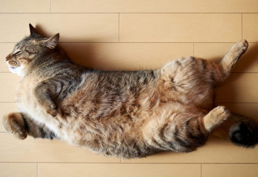 Cat's body language: how your cat speaks to you