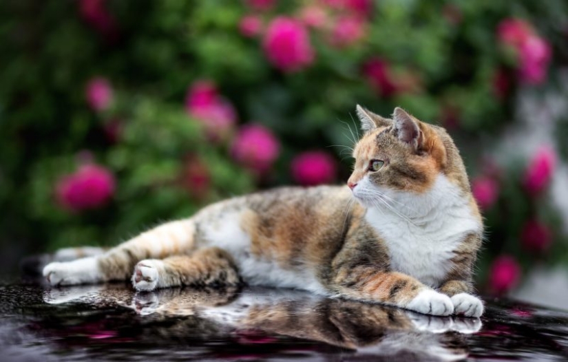 Cat's body language: how your cat speaks to you
