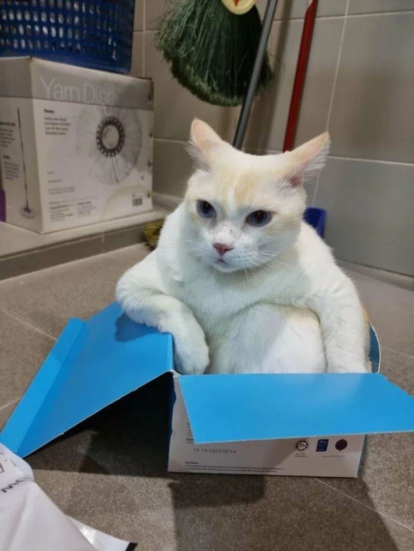 Cats can sit anywhere and in any way. Here are 22 proofs