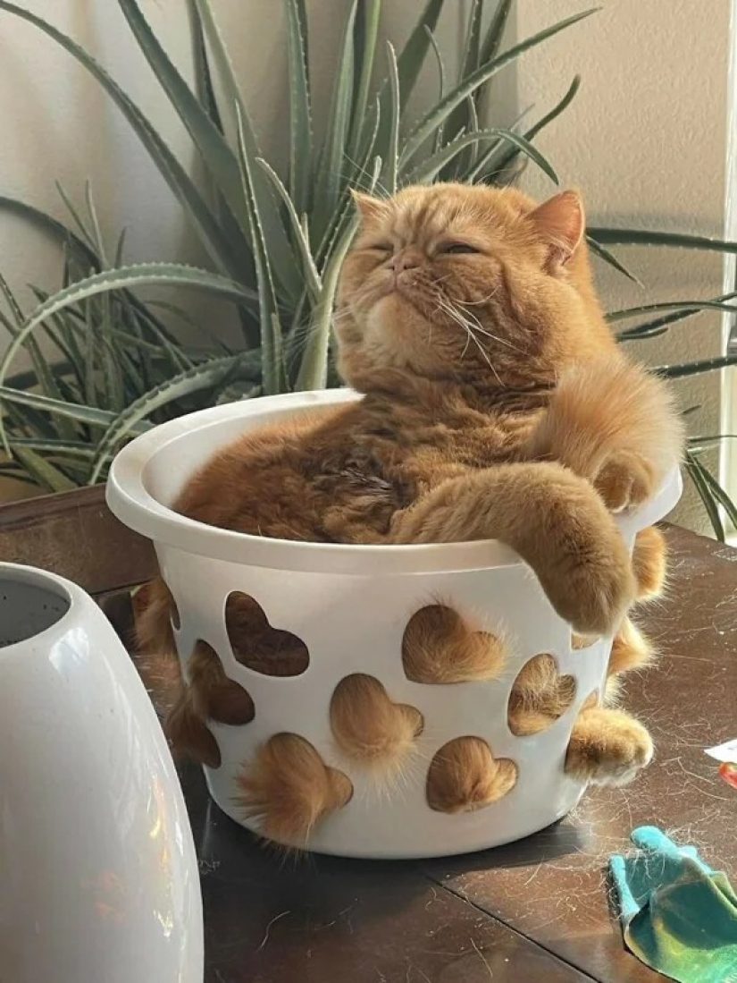 Cats can sit anywhere and in any way. Here are 22 proofs