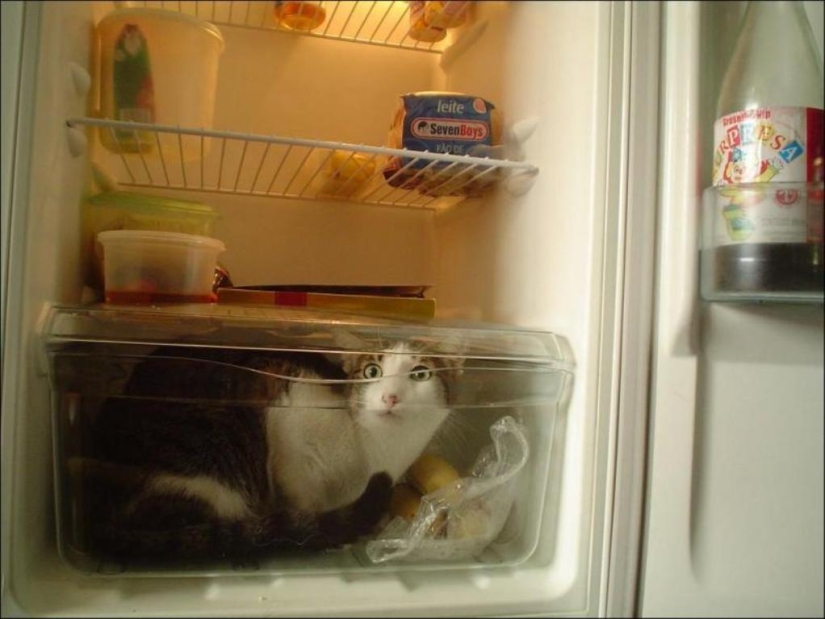 Cats in refrigerators