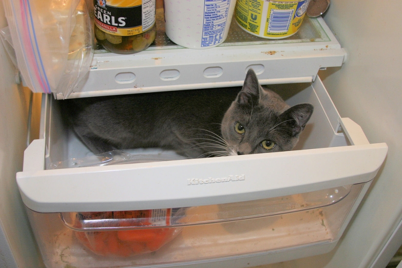 Cats in refrigerators
