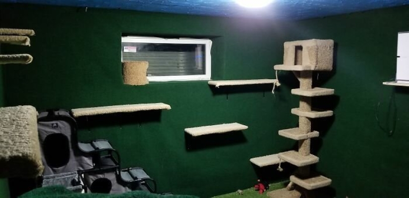Cat's paradise with his own hands: the guy converted the basement into a room for his dead brother's pets