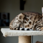 Cat's paradise with his own hands: the guy converted the basement into a room for his dead brother's pets