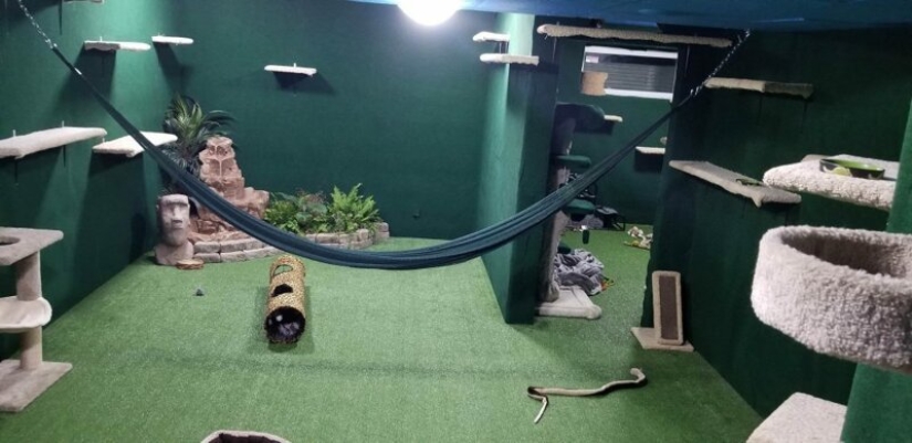 Cat's paradise with his own hands: the guy converted the basement into a room for his dead brother's pets