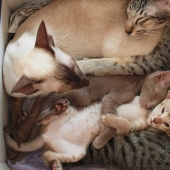 Cats teach how to properly spend time with family