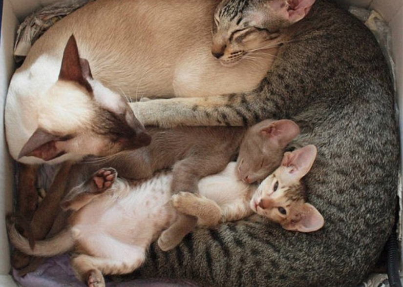 Cats teach how to properly spend time with family Pictolic