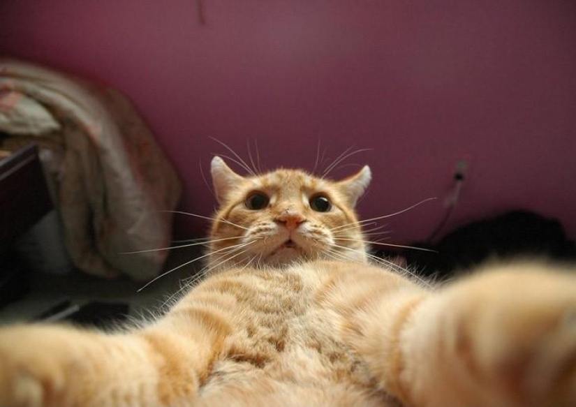 Cats were taking selfies long before it became mainstream