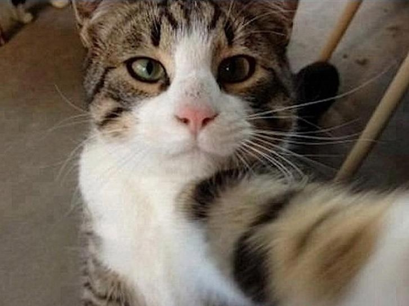 Cats were taking selfies long before it became mainstream