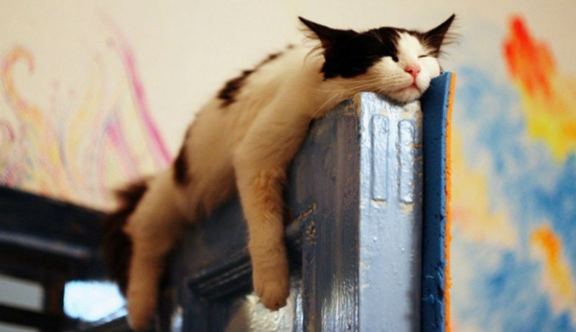 Cats who have learned the science of sleep