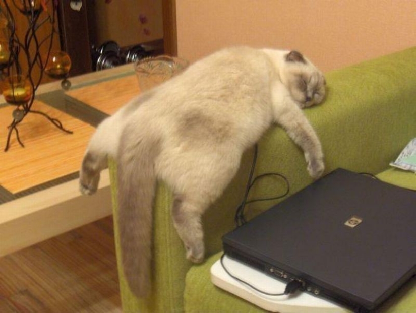 Cats who have learned the science of sleep