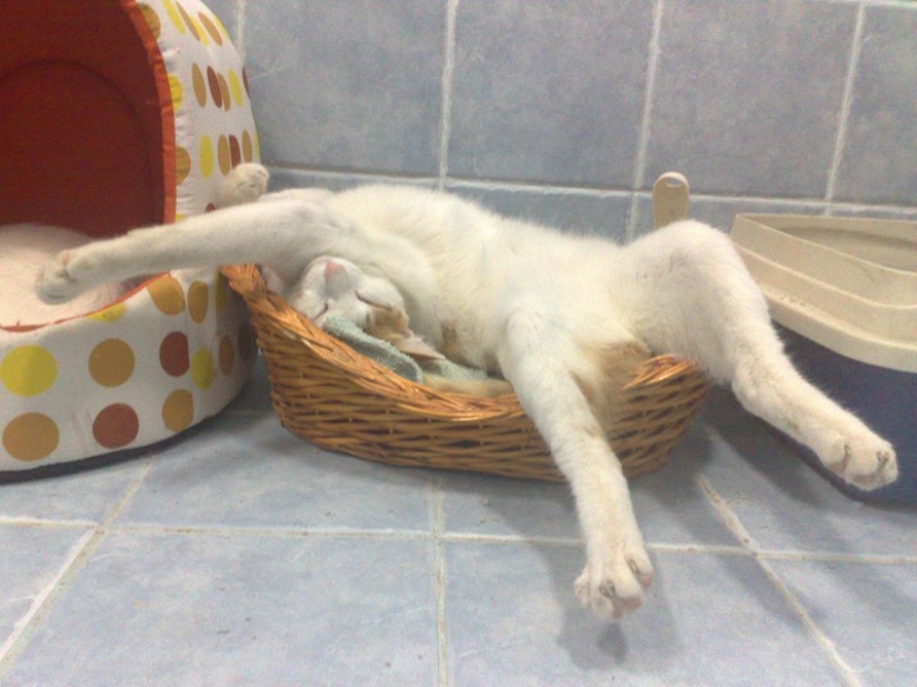 Cats who have learned the science of sleep