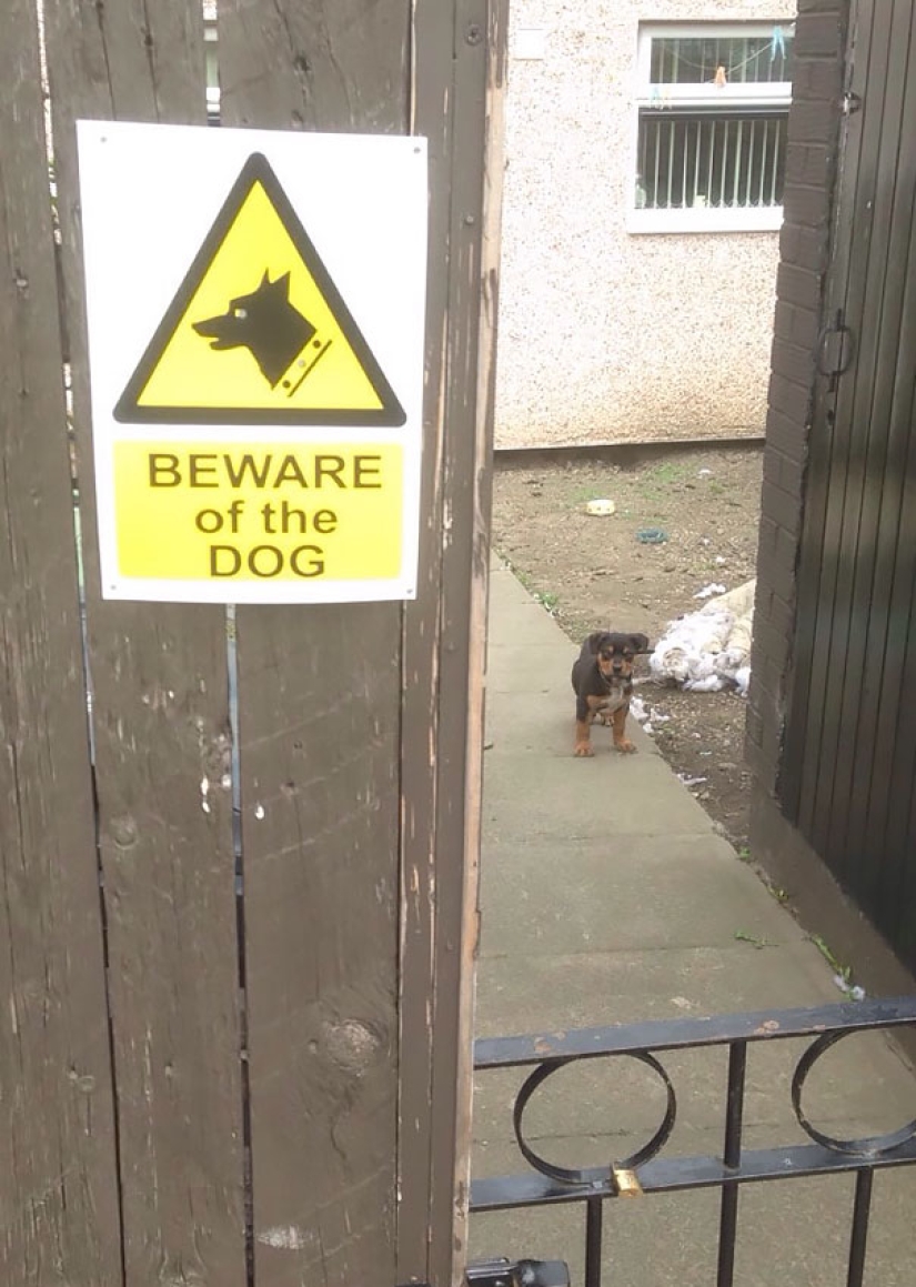 Caution! In this post, the dogs are terribly kind