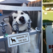 Caution! In this post, the dogs are terribly kind