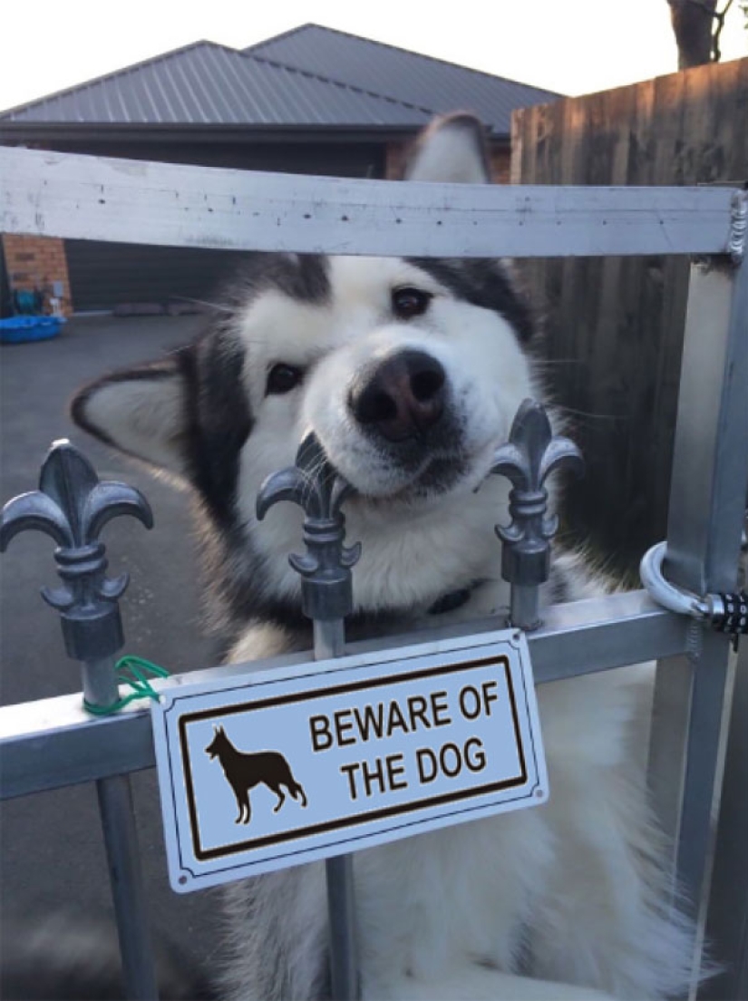 Caution! In this post, terribly kind dogs