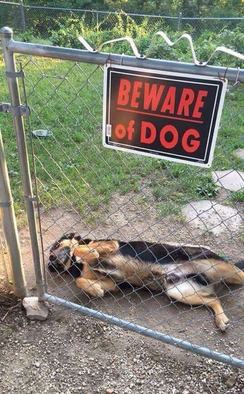 Caution! In this post, terribly kind dogs