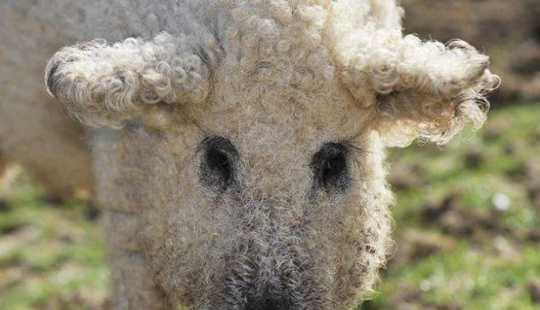 Cerdos que parecen ovejas y actúan como perros. Cerdos que parecen ovejas y actúan como perros.