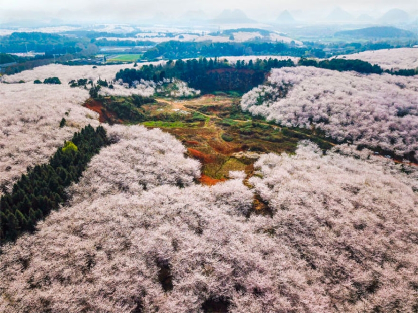 Cherry blossoms have bloomed in China, and it's alienly beautiful