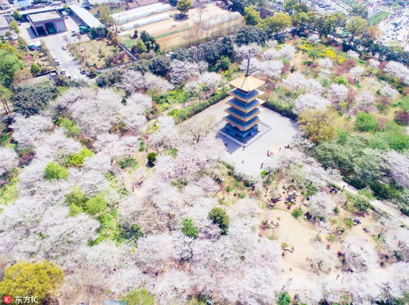 Cherry blossoms have bloomed in China, and it's alienly beautiful