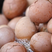 Chinese delicacy — eggs boiled in the urine of virgins