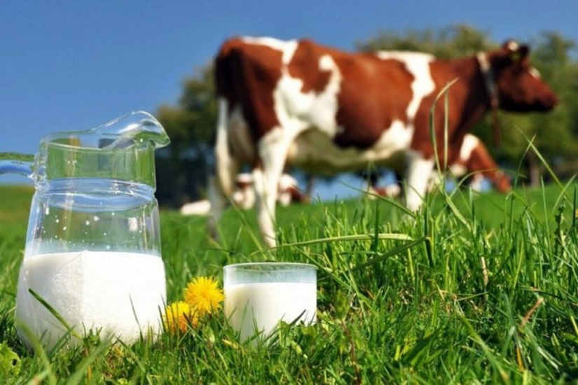 Chinese geneticists received human milk from cows