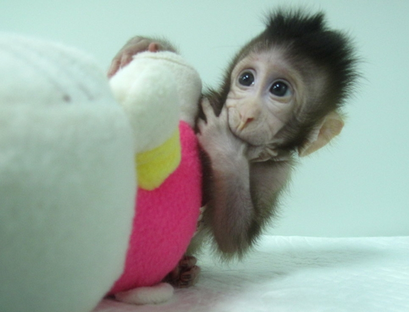 Chinese scientists cloned macaques for the first time and named them "the great Chinese people"