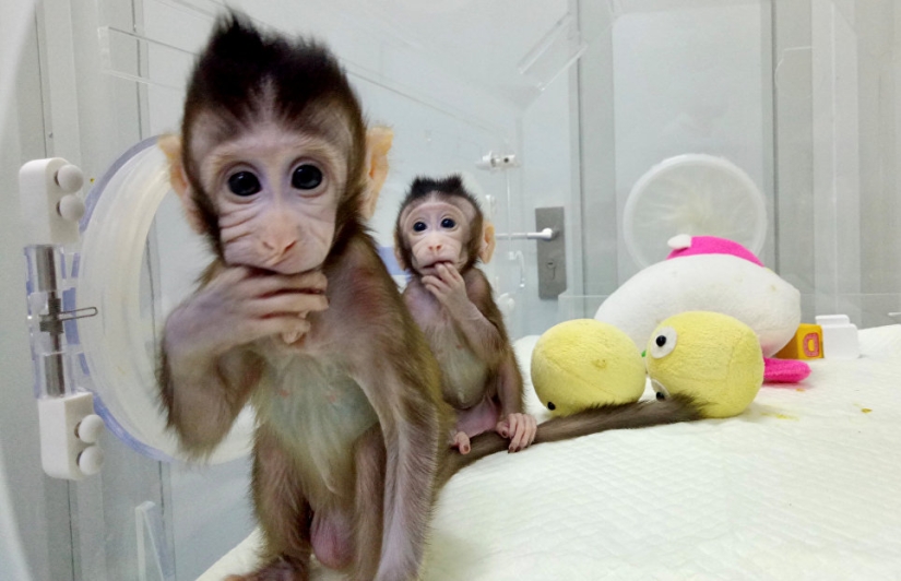 Chinese scientists cloned macaques for the first time and named them "the great Chinese people"