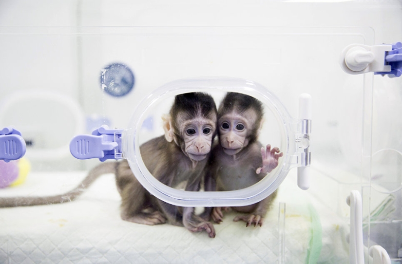 Chinese scientists cloned macaques for the first time and named them "the great Chinese people"