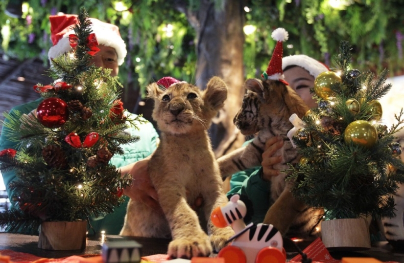 Christmas kittens