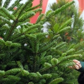 Christmas life hacks: 4 ways to use pine needles showered