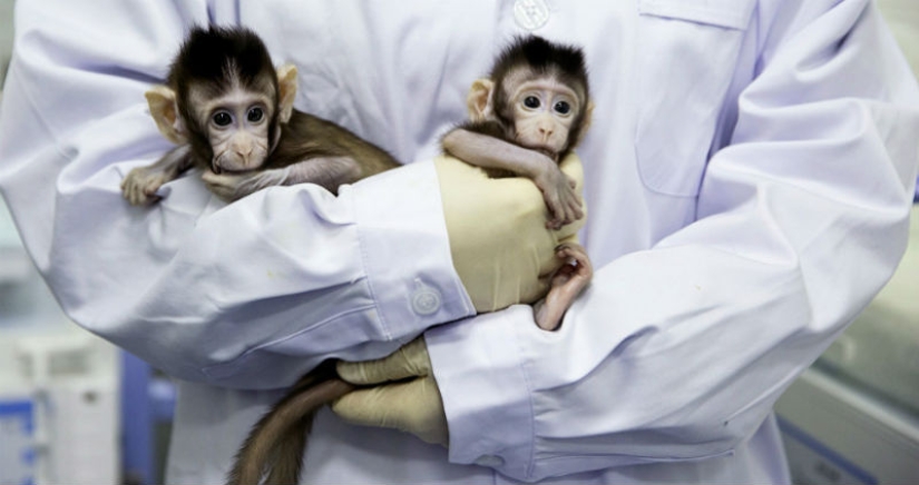 Científicos chinos clonaron macacos por primera vez y los llamaron "el gran pueblo chino"