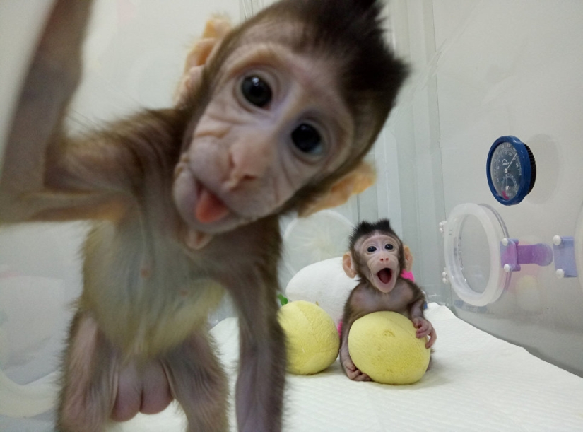 Científicos chinos clonaron macacos por primera vez y los llamaron "el gran pueblo chino"