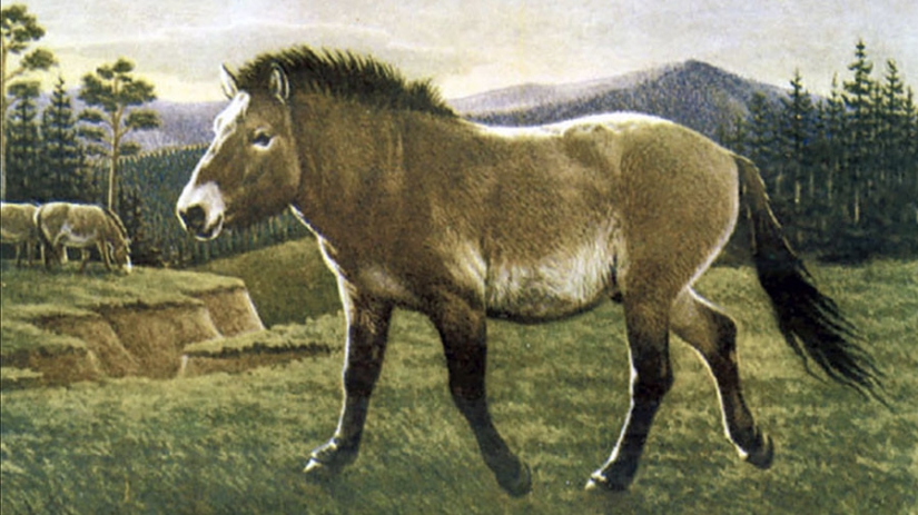 Científicos de Rusia y Corea planean clonar un caballo prehistórico