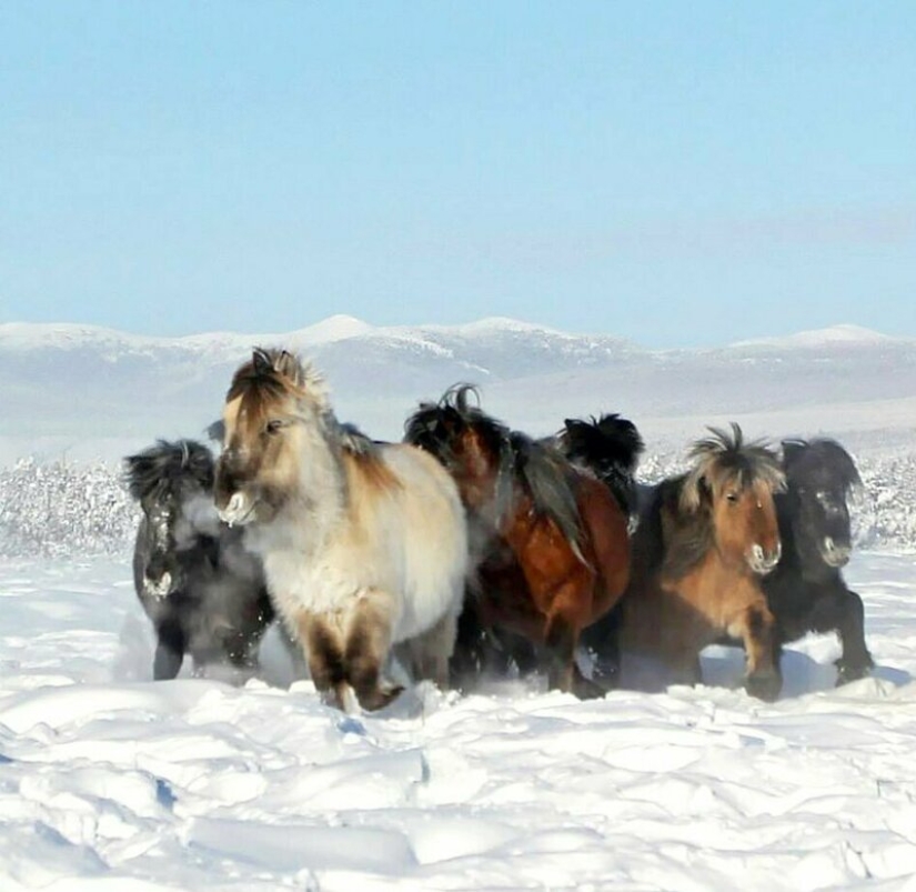Científicos de Rusia y Corea planean clonar un caballo prehistórico