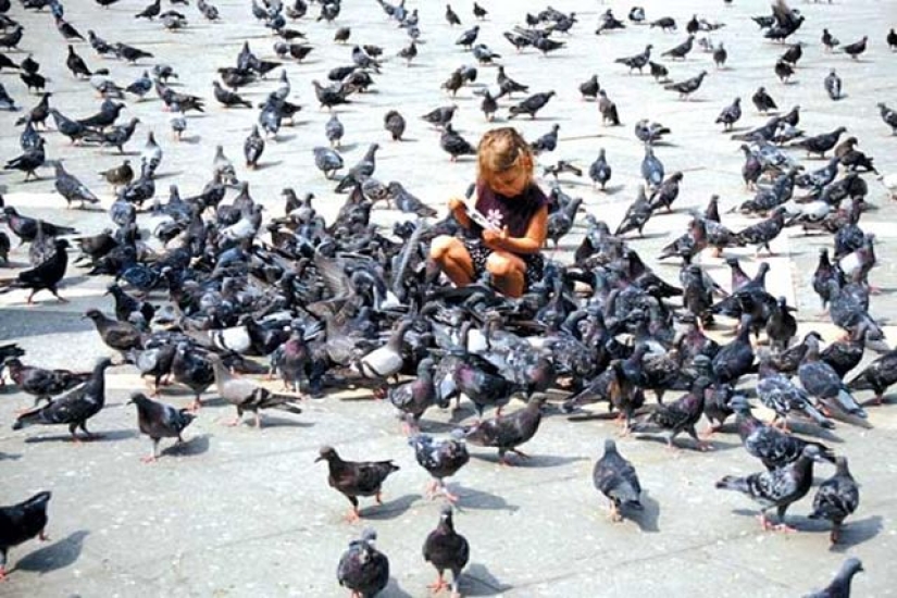 City authorities' sanctions against pigeons: what did the bird of the world annoy people with