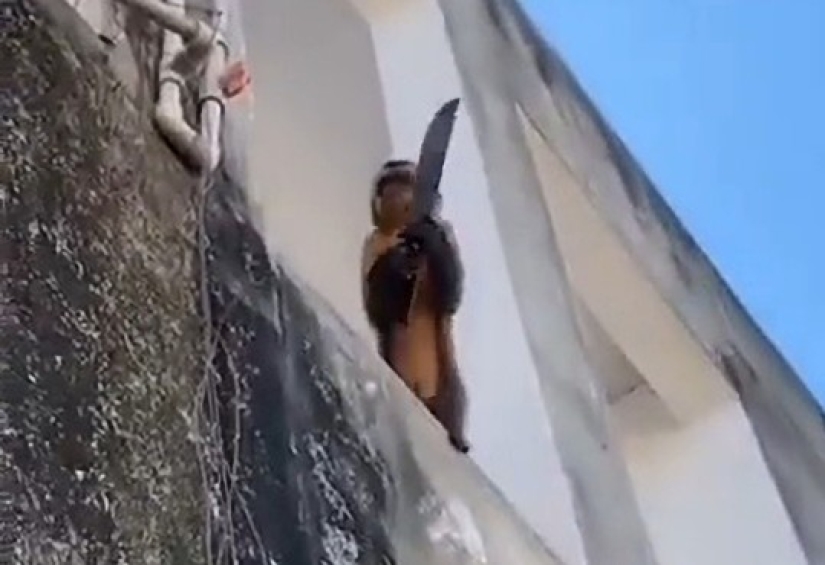 Ciudad brasileña aterrorizada por mono con machete