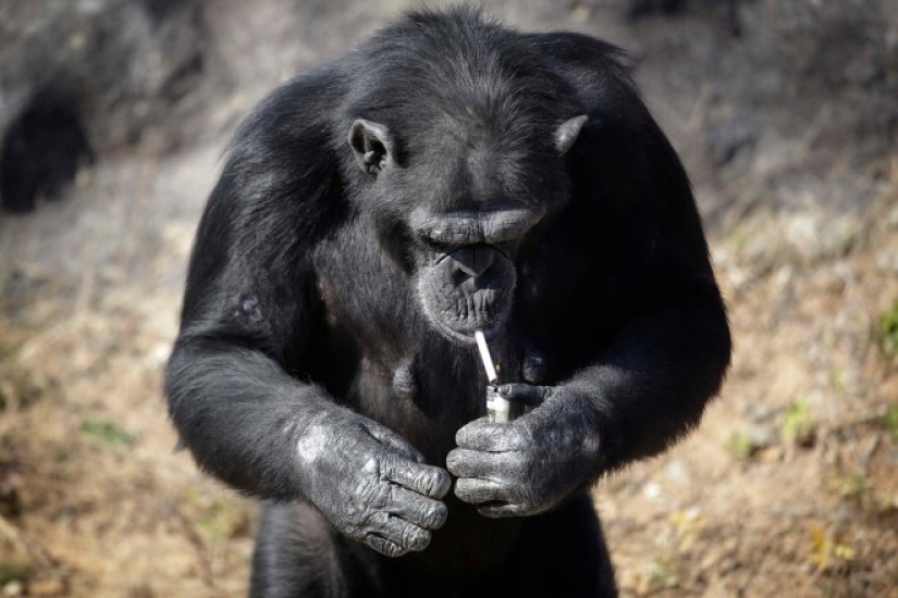 Cómo chimpancé Azalea de Corea del Norte dejó de fumar