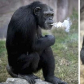 Cómo chimpancé Azalea de Corea del Norte dejó de fumar