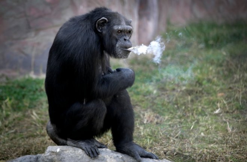 Cómo chimpancé Azalea de Corea del Norte dejó de fumar