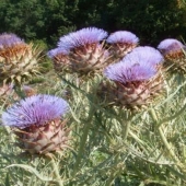 Cómo crecen algunas frutas y verduras: datos inusuales sobre alimentos familiares