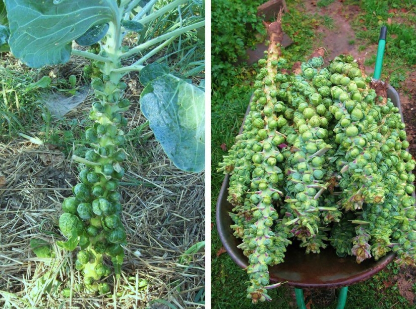 Cómo crecen algunas frutas y verduras: datos inusuales sobre alimentos familiares