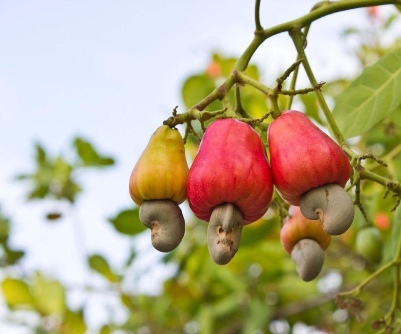 Cómo crecen algunas frutas y verduras: datos inusuales sobre alimentos familiares