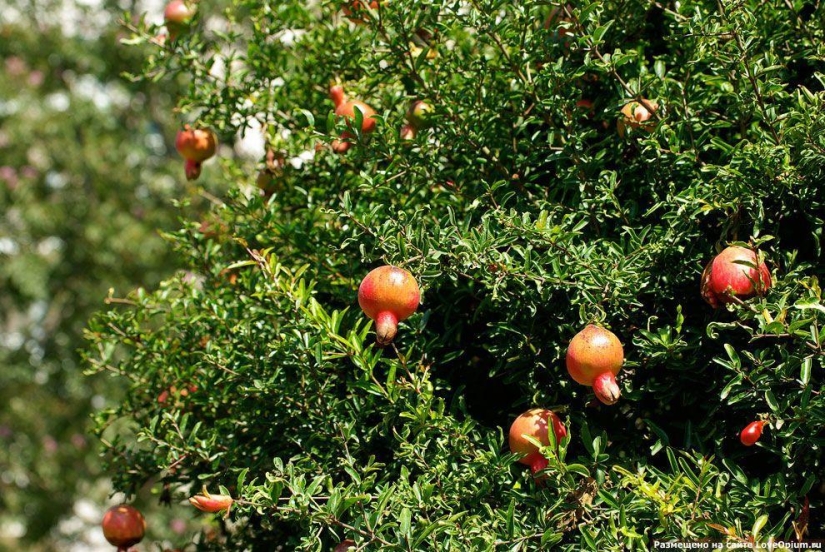 Cómo crecen algunas frutas y verduras: datos inusuales sobre alimentos familiares